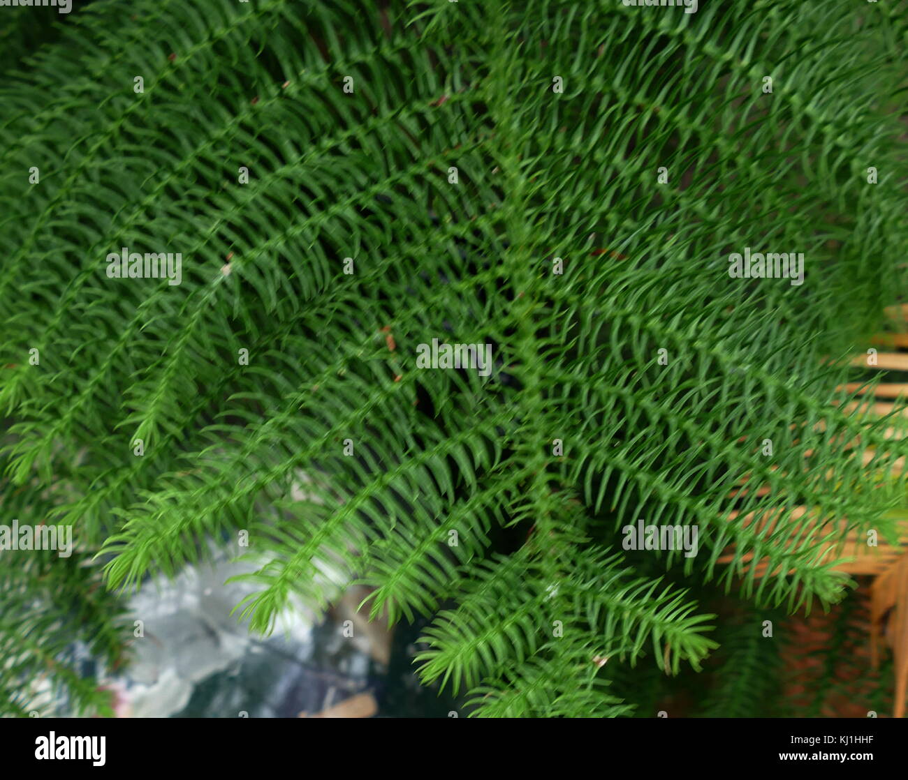 The Pinophyta, also known as Coniferophyta or Coniferae, or commonly as conifers, are a division of vascular land plants containing a single class, Pinopsida. They are gymnosperms, cone-bearing seed plants. All extant conifers are perennial woody plants with secondary growth. The great majority are trees, though a few are shrubs. Stock Photo