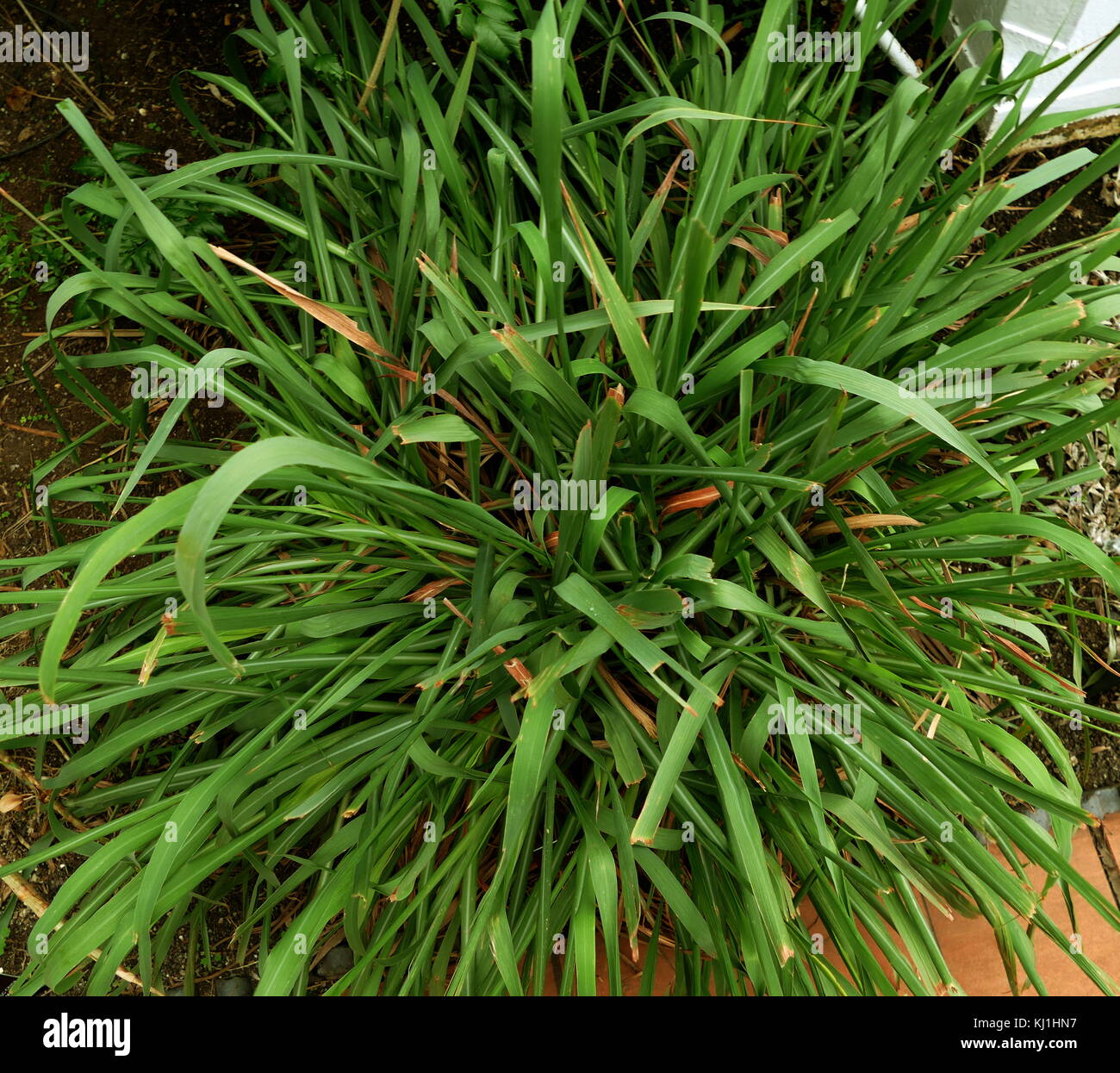 Cymbopogon, better known as lemongrass; genus of Asian, African, Australian, and tropical island plants, in the grass family. Some species (particularly Cymbopogon citratus) are cultivated as culinary and medicinal herbs because of their scent Stock Photo