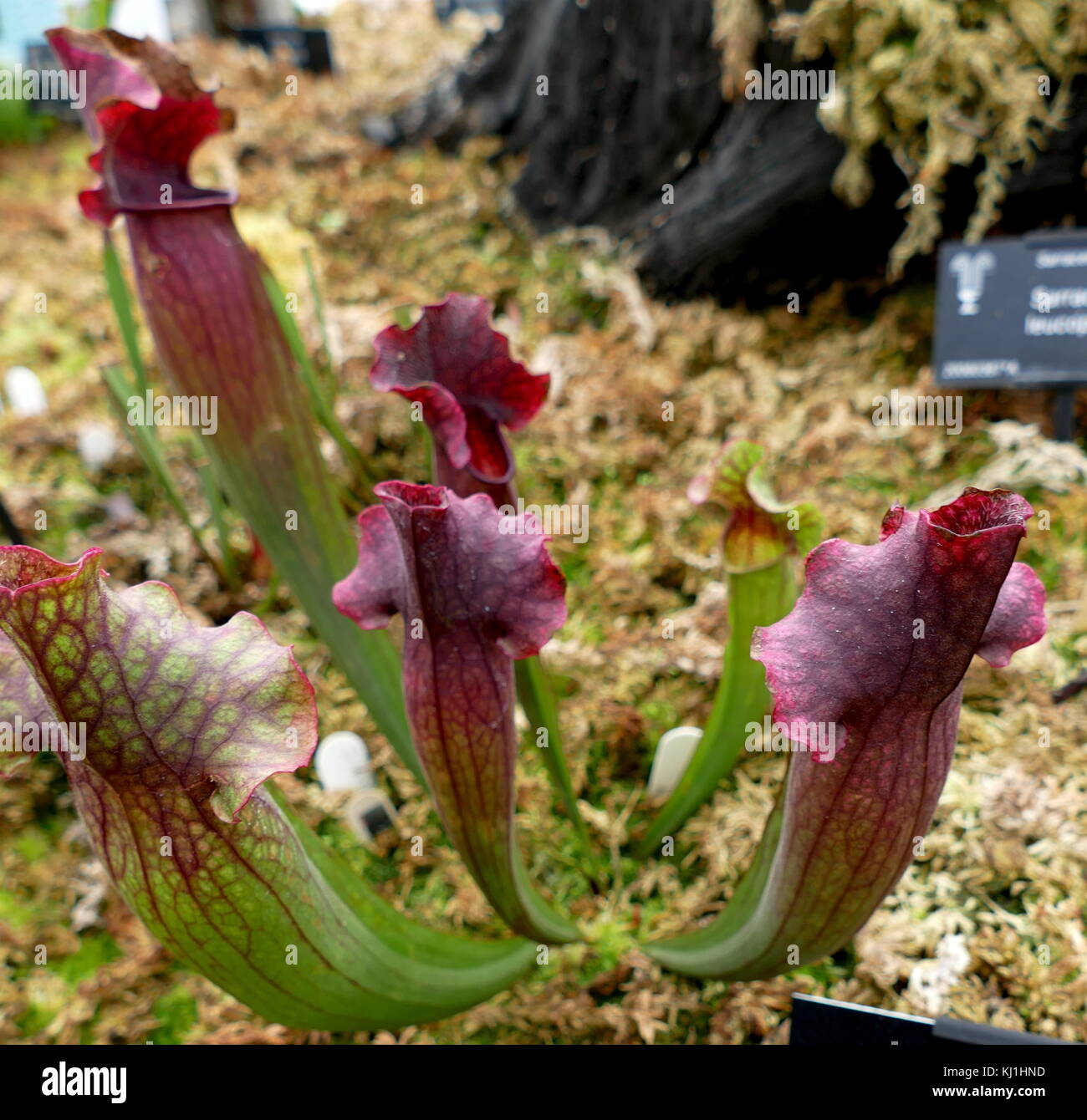 Pinguicula, commonly known as the butterworts, is a genus of