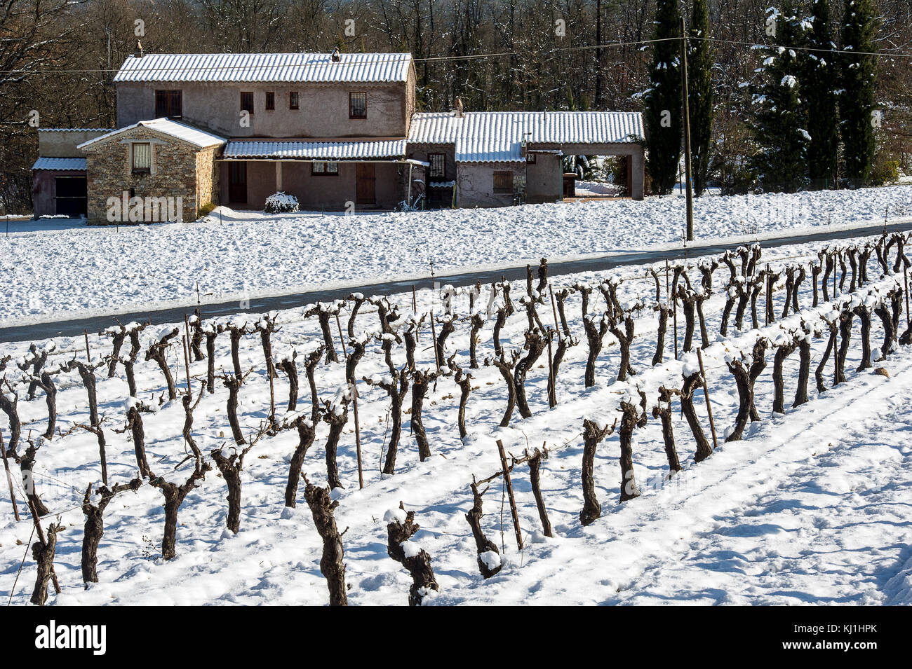 Europe, France, Fayence, Var. Vineyards under snow. Stock Photo