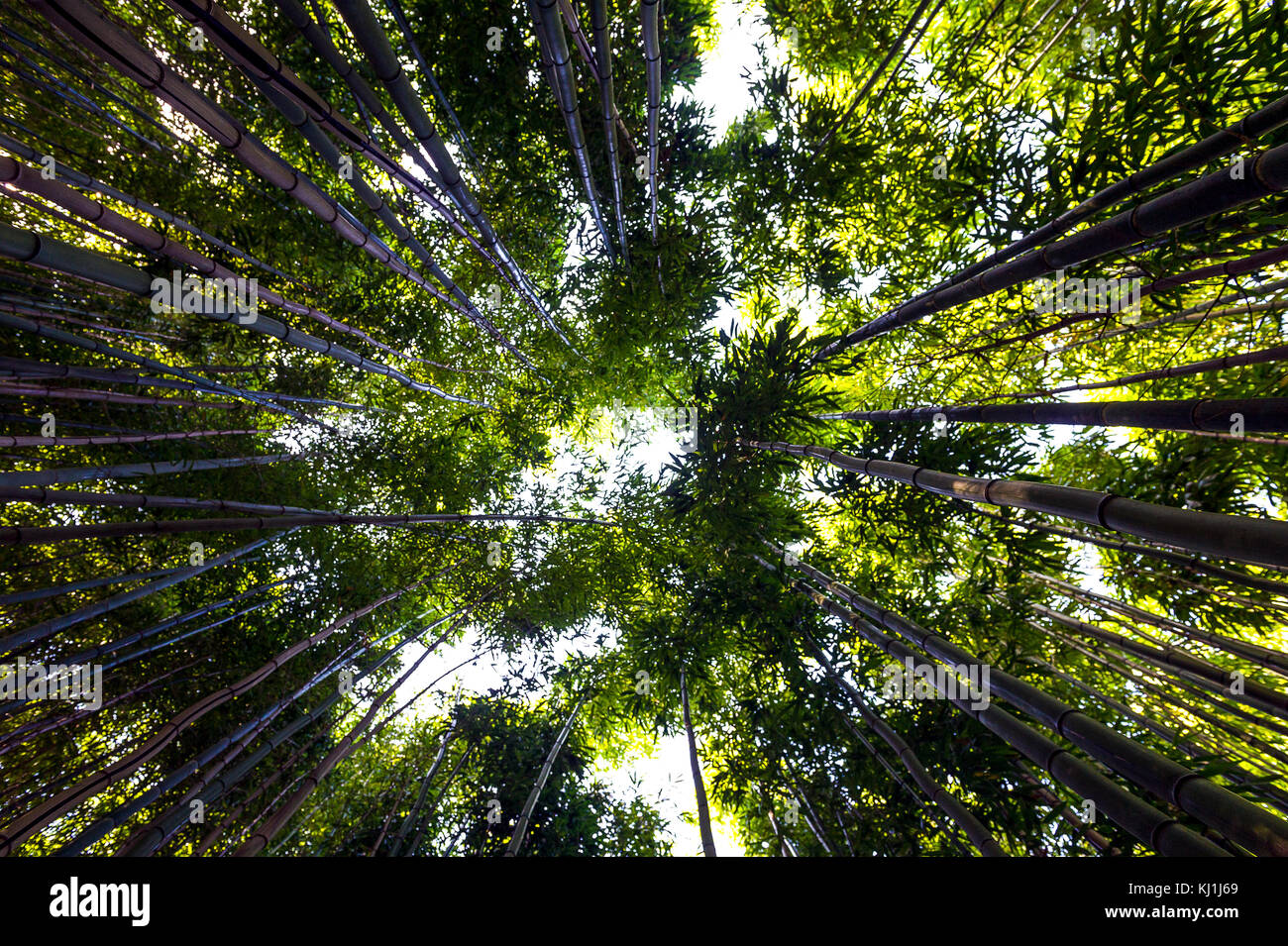 Europe, France, Var, Montauroux. bamboo plantation. Stock Photo