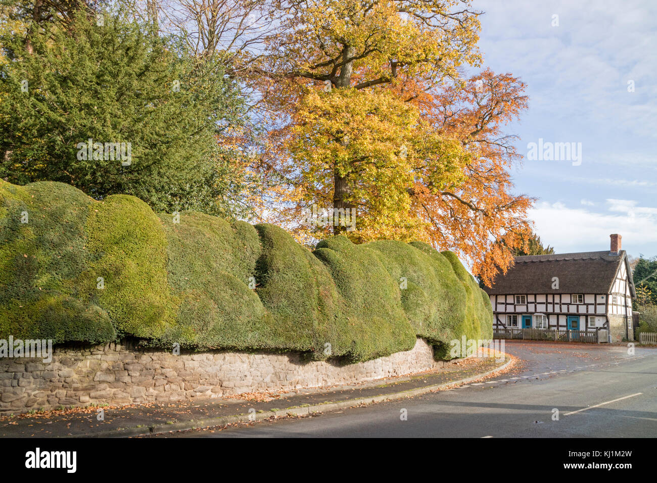 The ancient Yew hedge and Timber-framed cottage in the village of Brampton Bryan, Herefordshire Stock Photo