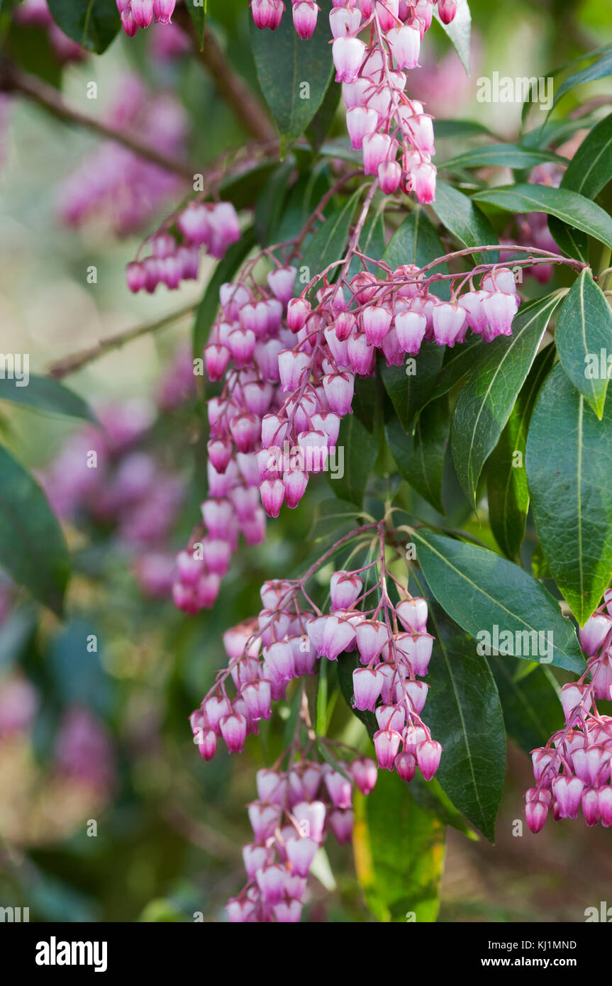 PIERIS JAPONICA KATSURA Stock Photo