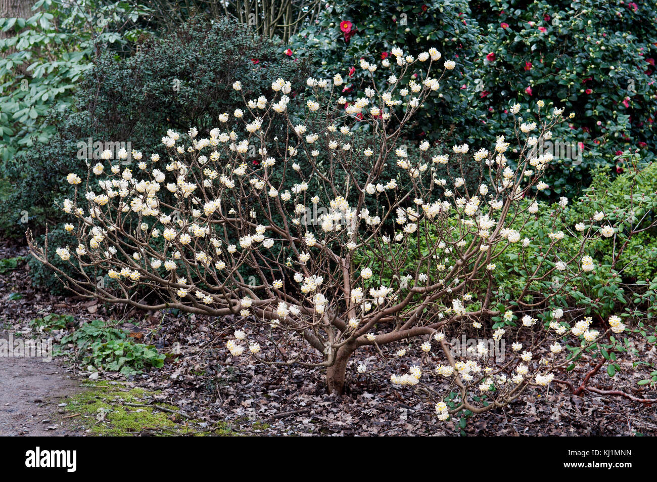 EDGEWORTHIA CHRYSANTHA Stock Photo