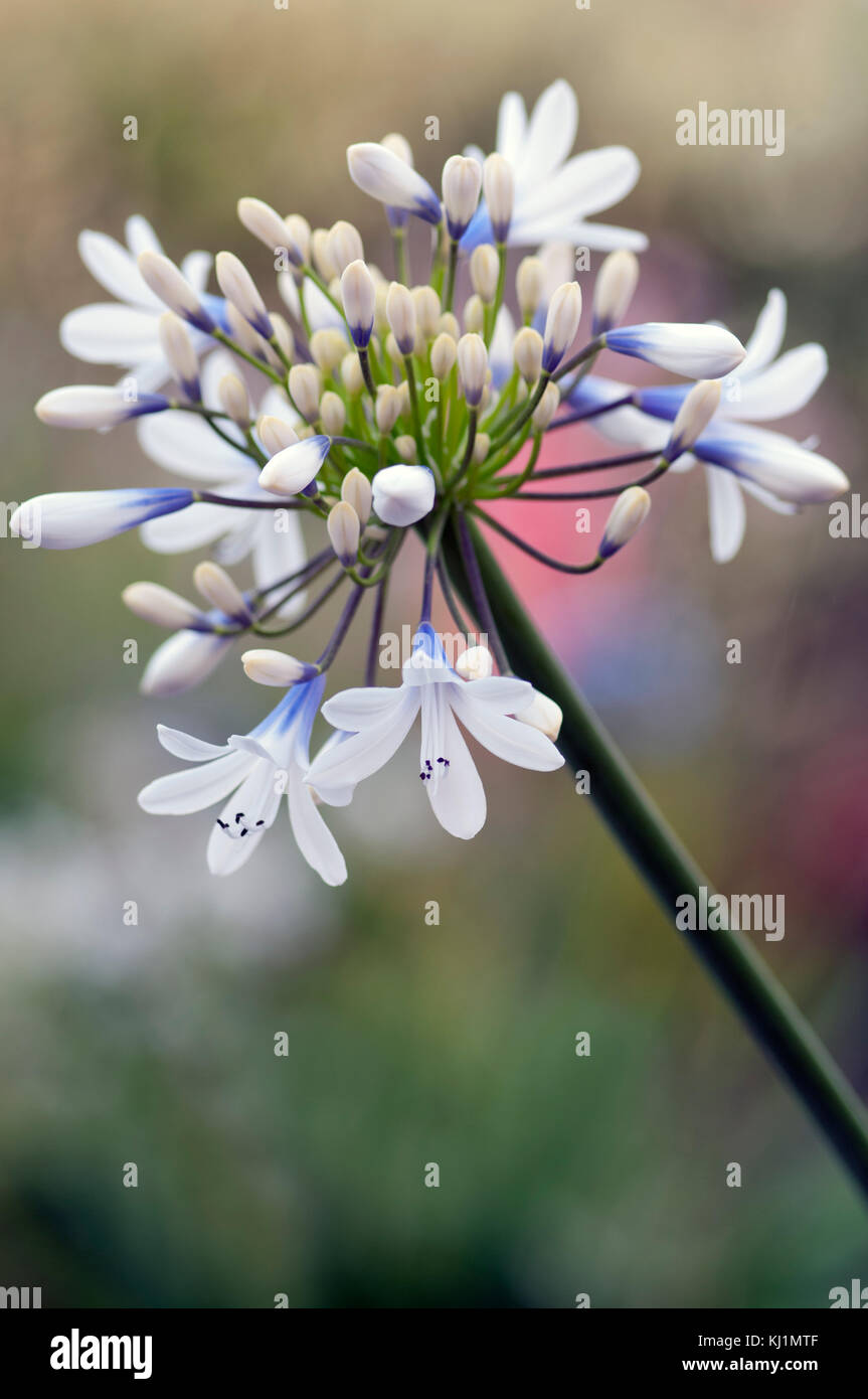 Agapanthus Queen Mum large white flowers with violet-blue markings Stock Photo