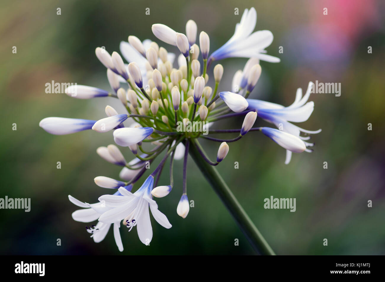 Agapanthus Queen Mum large white flowers with violet-blue markings Stock Photo