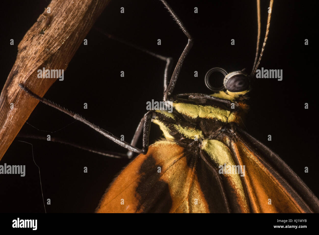 A close up look at a some finer details on a Heliconius butterfly from Peru. Stock Photo