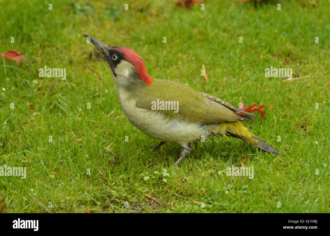 Green Woodpecker male - feeding on the ground Stock Photo