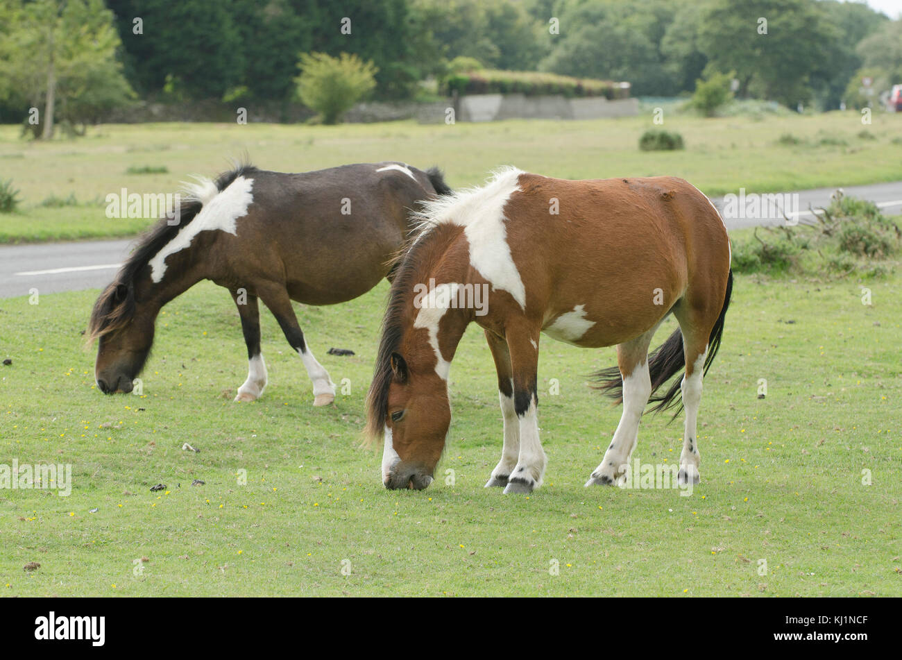 New Forest Ponies out grazing one of the popular sites around Hampshire ...