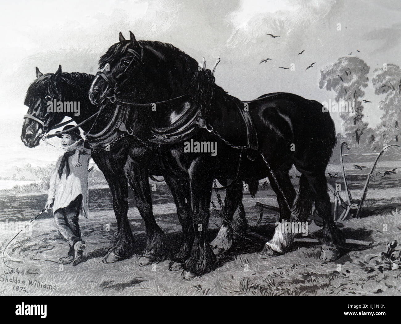 Engraving depicting a stallion and Mare harnessed to a plough, with a plough boy in attendance. Dated 19th Century Stock Photo