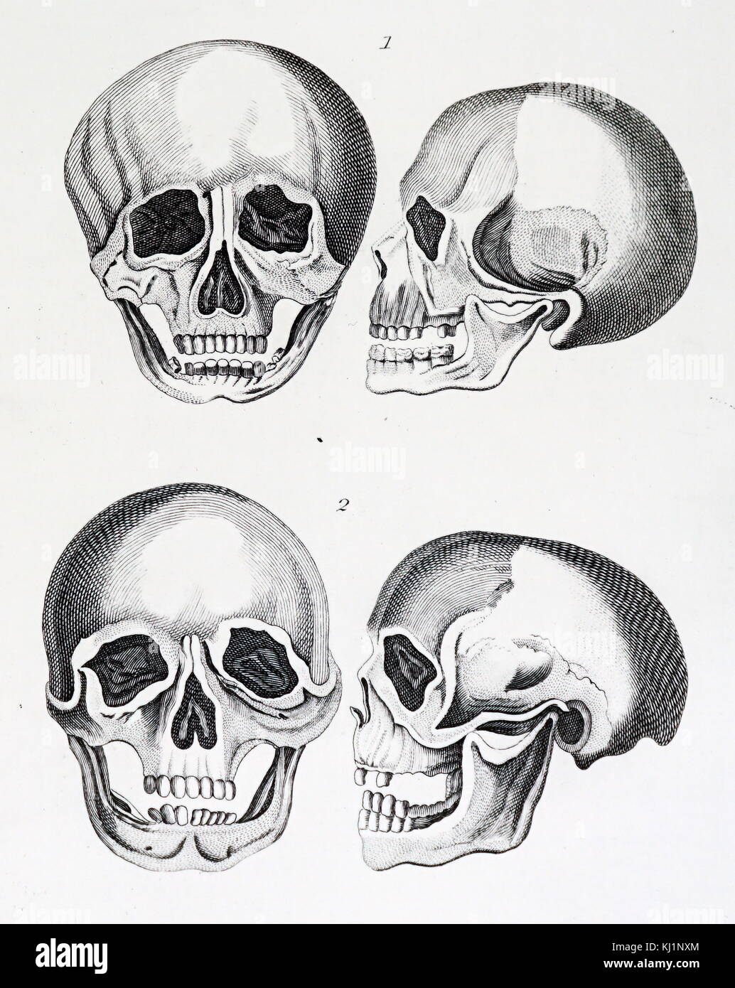 Illustration Depicting The Comparison Of Human Skulls Const Is A Skull Of Unknown Race From A Constantinople Cemetery Dated 19th Century Stock Photo Alamy