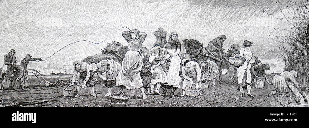 Engraving depicting a gang of women potato picking in the Fens. Dated 19th Century Stock Photo