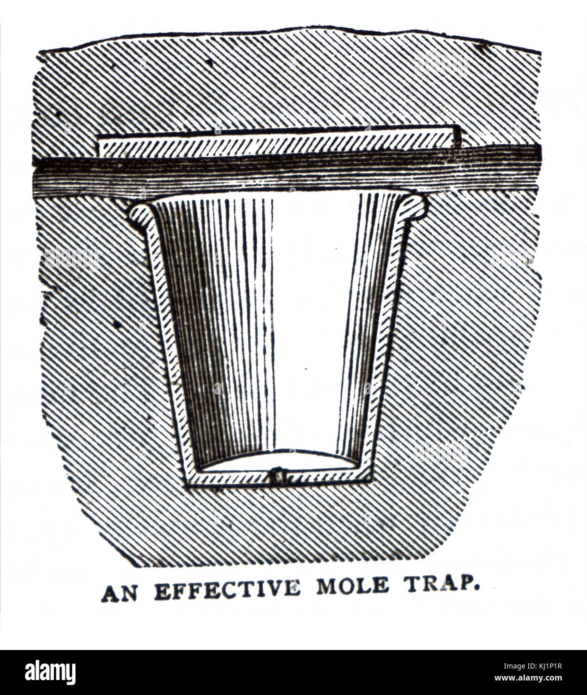 Engraving depicting an effective mole trap. Dated 19th Century Stock Photo