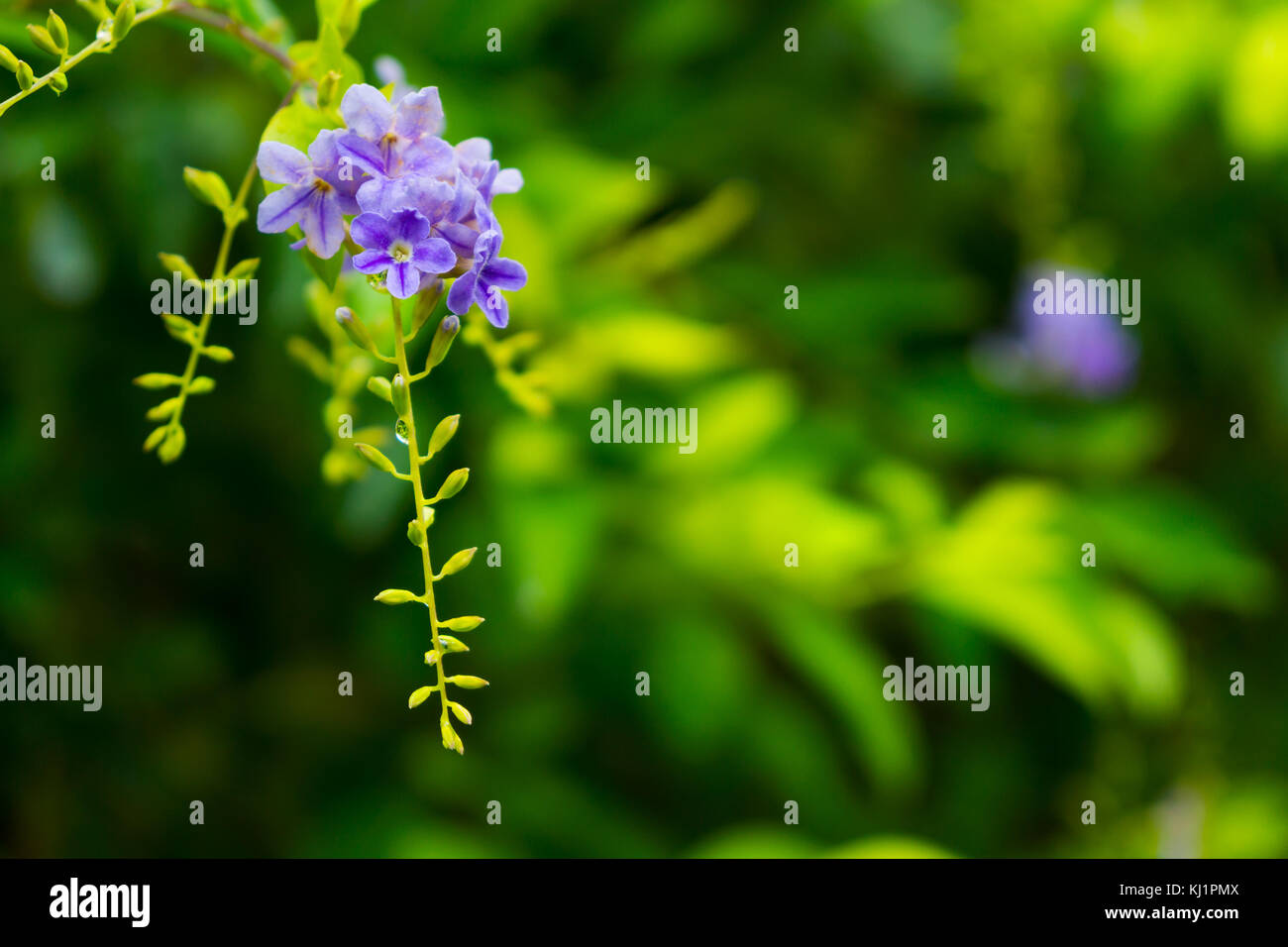 Tropical plants and flowers background Stock Photo - Alamy