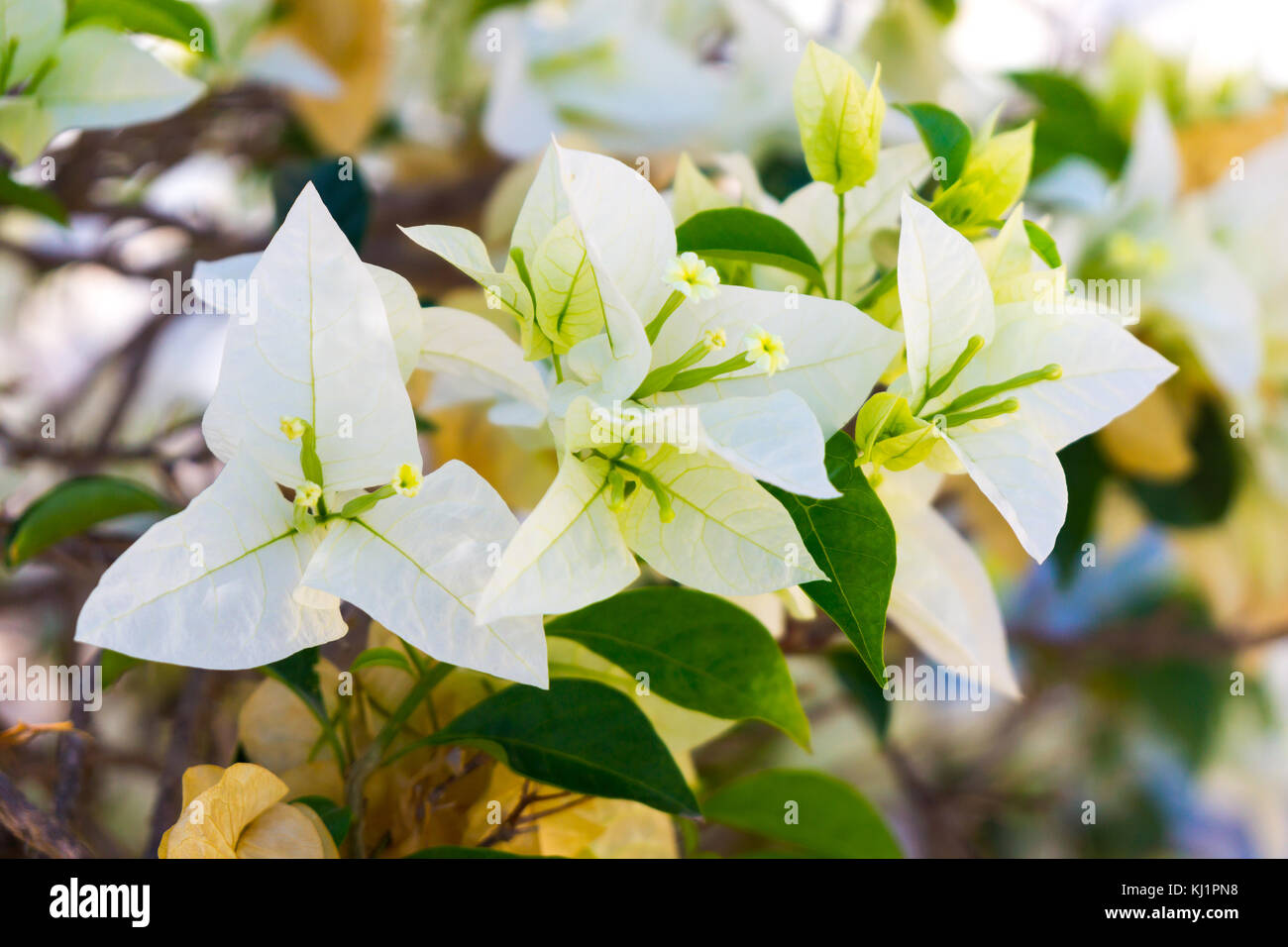 Tropical plants background hi-res stock photography and images - Alamy