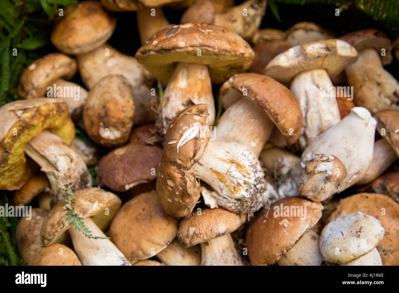 Porcini italy hires stock photography and images Alamy