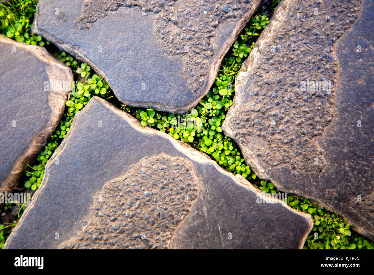 Ground Cover Between Paver Stones Stock Photo Alamy