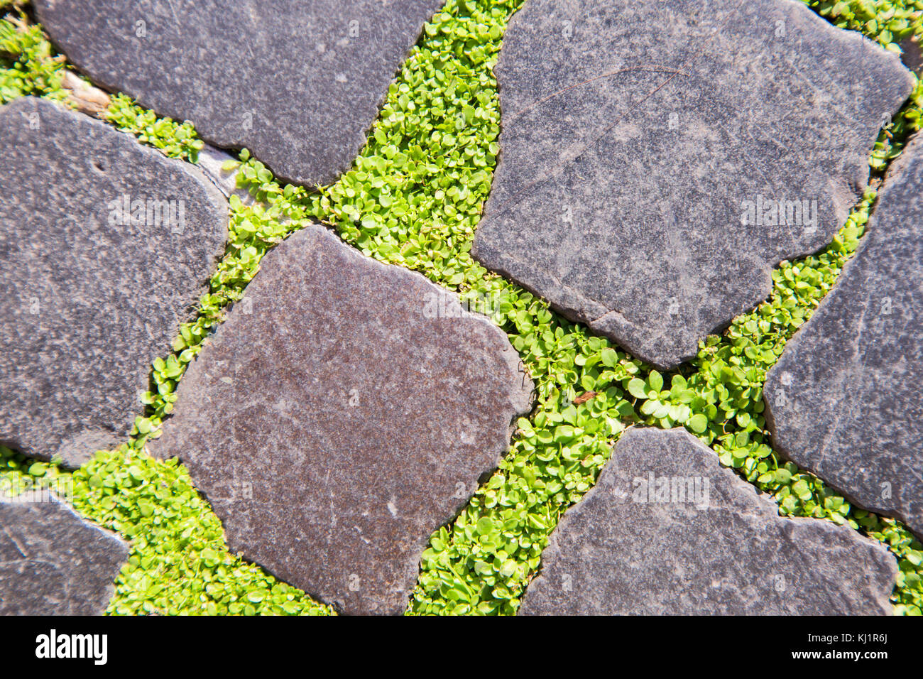 Ground Cover Between Paver Stones Stock Photo Alamy