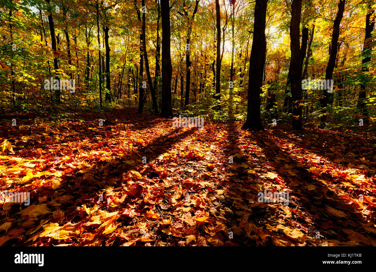 Autumn leaves in a wood in Quebec City, Canada Stock Photo