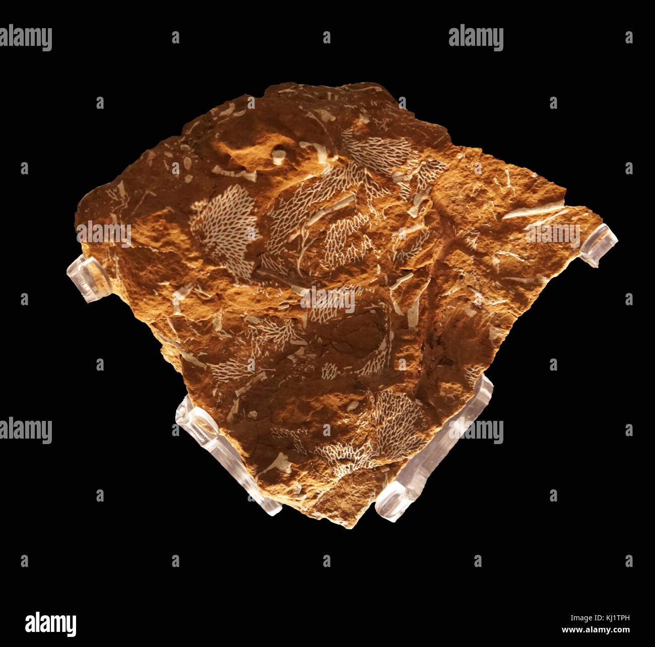 A sample of Bryozoa, a phylum of aquatic invertebrate animals that are