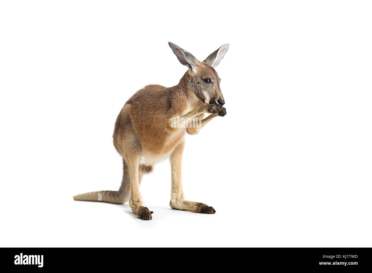 Thử thách của bạn là đi tìm những bức ảnh đẹp nhất về chú kangaroo tại đại lục Úc. Hãy đắm mình trong thế giới động vật vô cùng đa dạng của nó!
