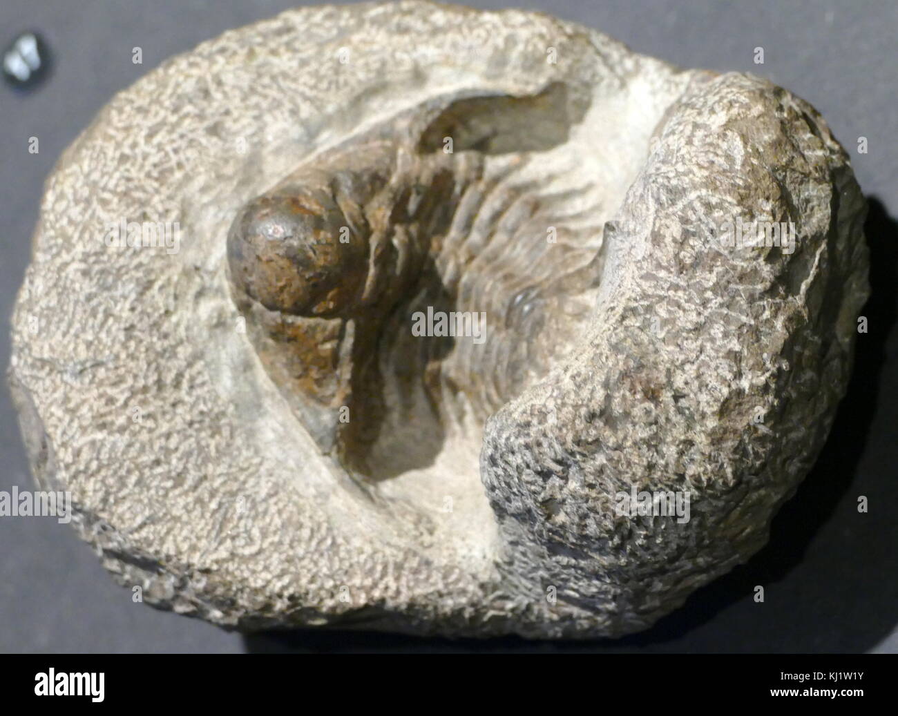 Remains of an animal preserved as a fossil. Stock Photo
