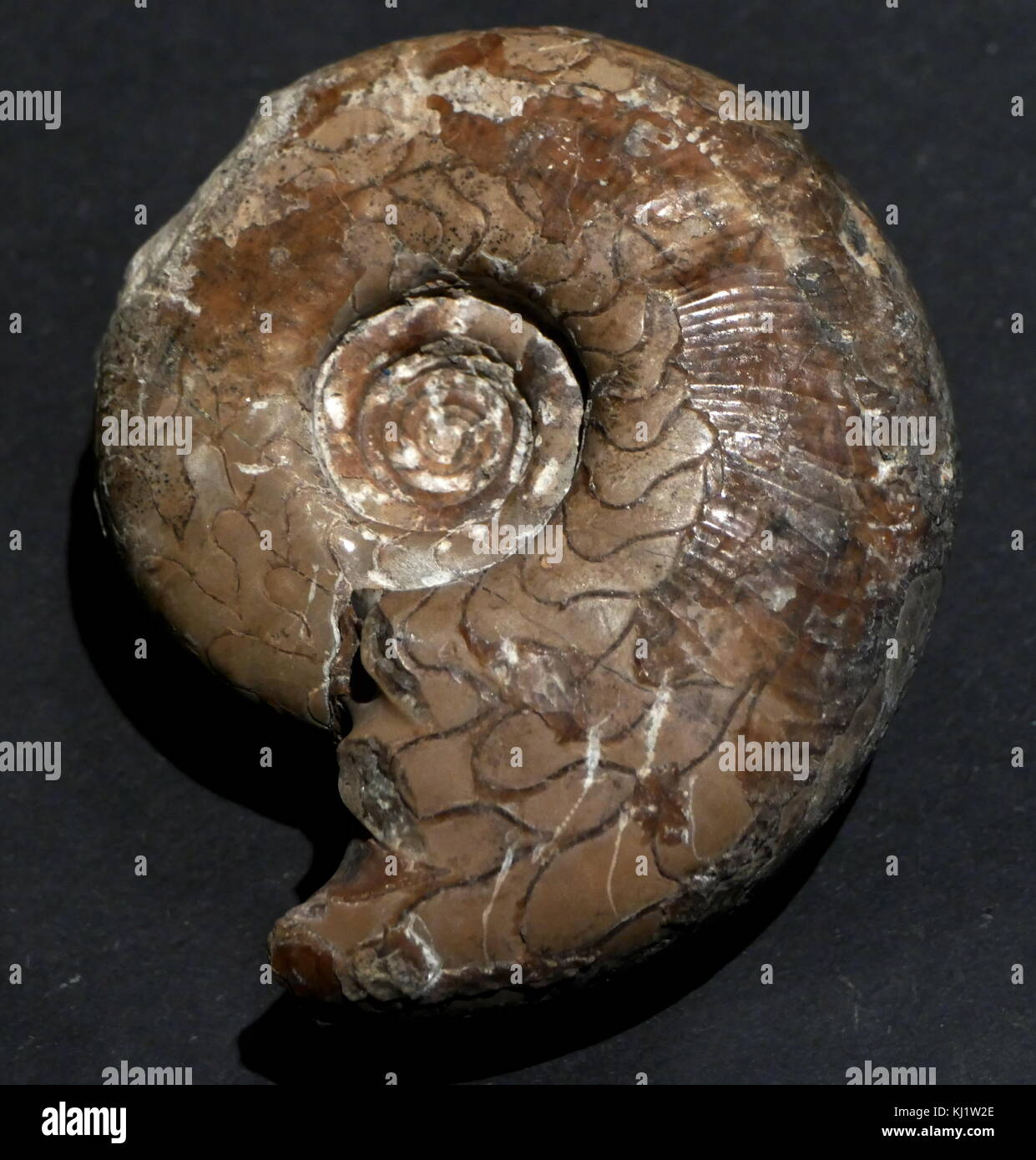 Remains of an animal preserved as a fossil. Stock Photo