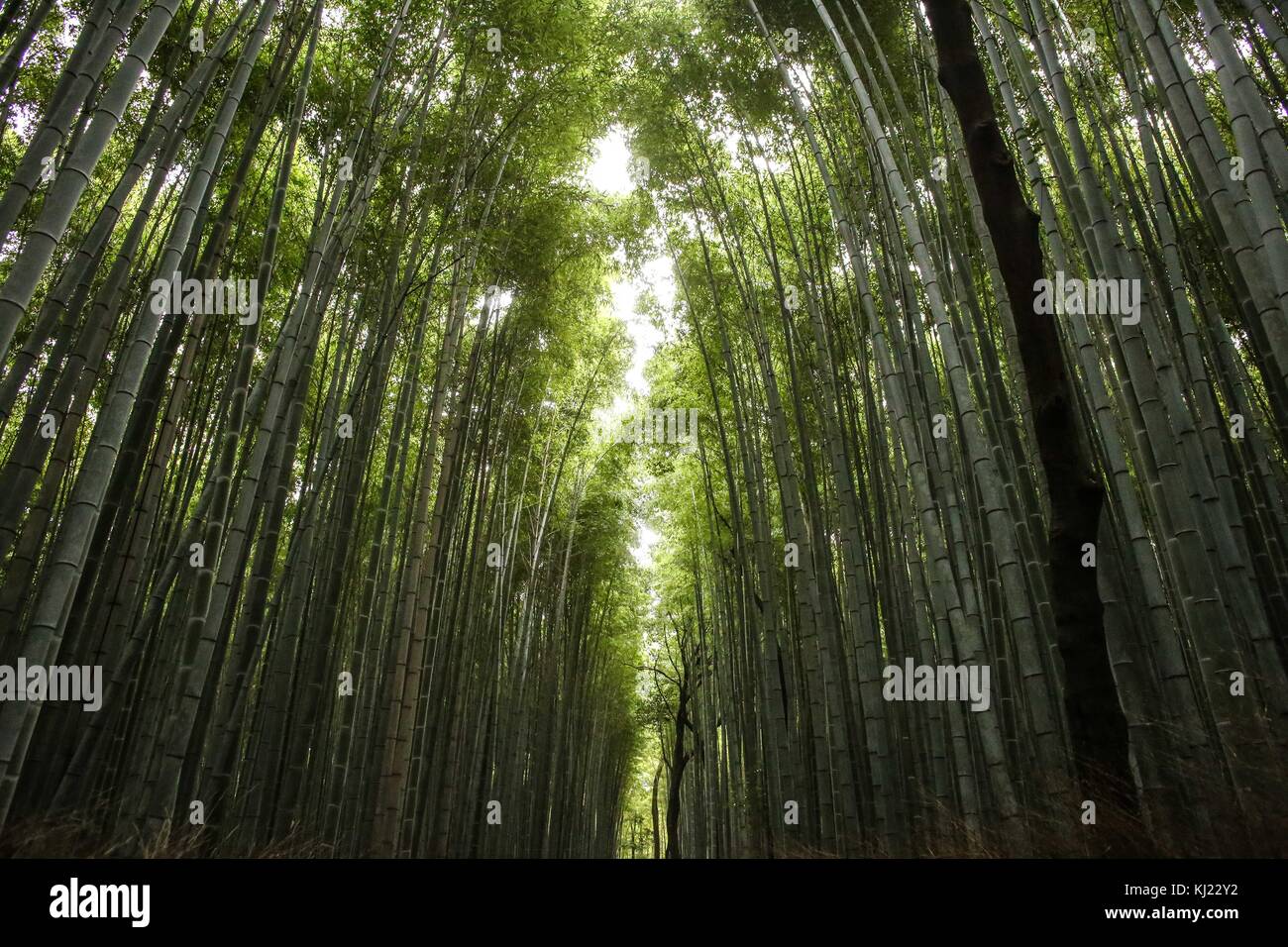 kyoto-japan-21st-nov-2017-sunrise-at-arashiyama-bamboo-forest-in