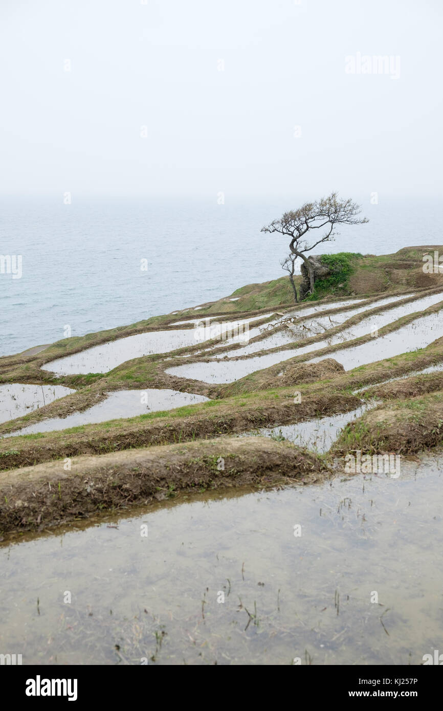 Rice paddies in wajima, Japan Stock Photo