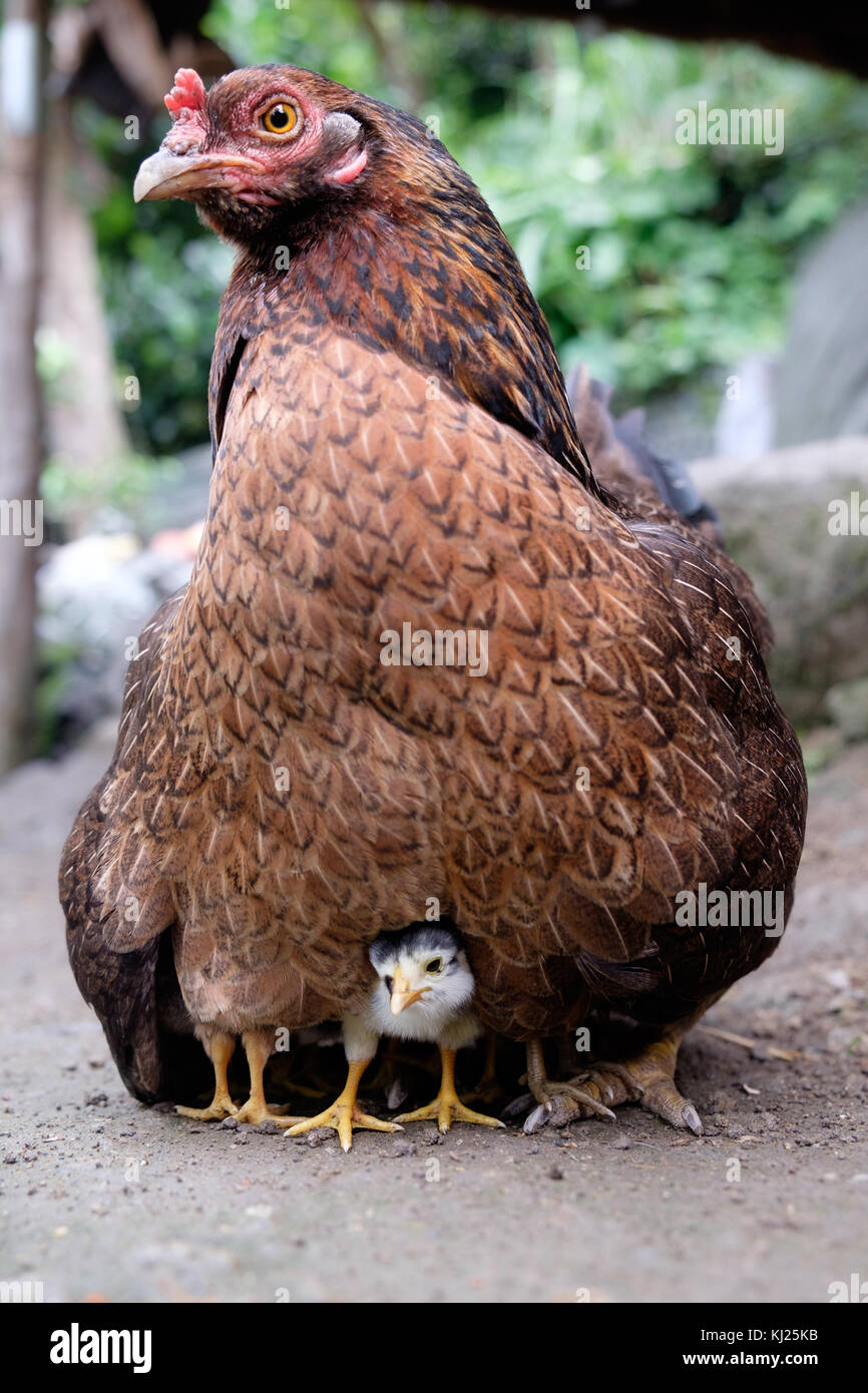 Chicks and Chicken in the Philippines Stock Photo