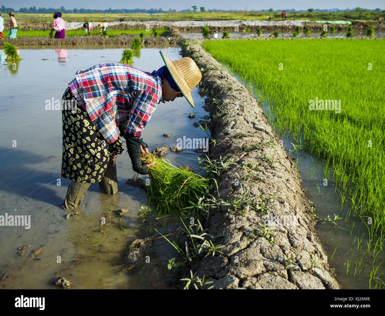 Myanmar Rice Paddy Maubin, Ayeyarwady Region, Myanmar. 21st Nov, 2017. A worker plants ...