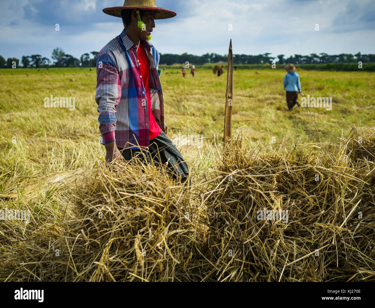 Myanmar Rice Paddy Maubin, Ayeyarwady Region, Myanmar. 21st Nov, 2017. A worker stacks ...