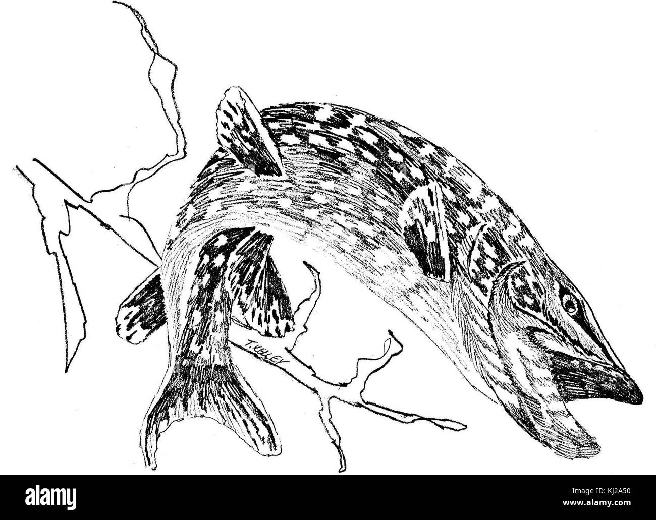 Northern pike fish esox lucius linnaeus line art line drawing Stock Photo