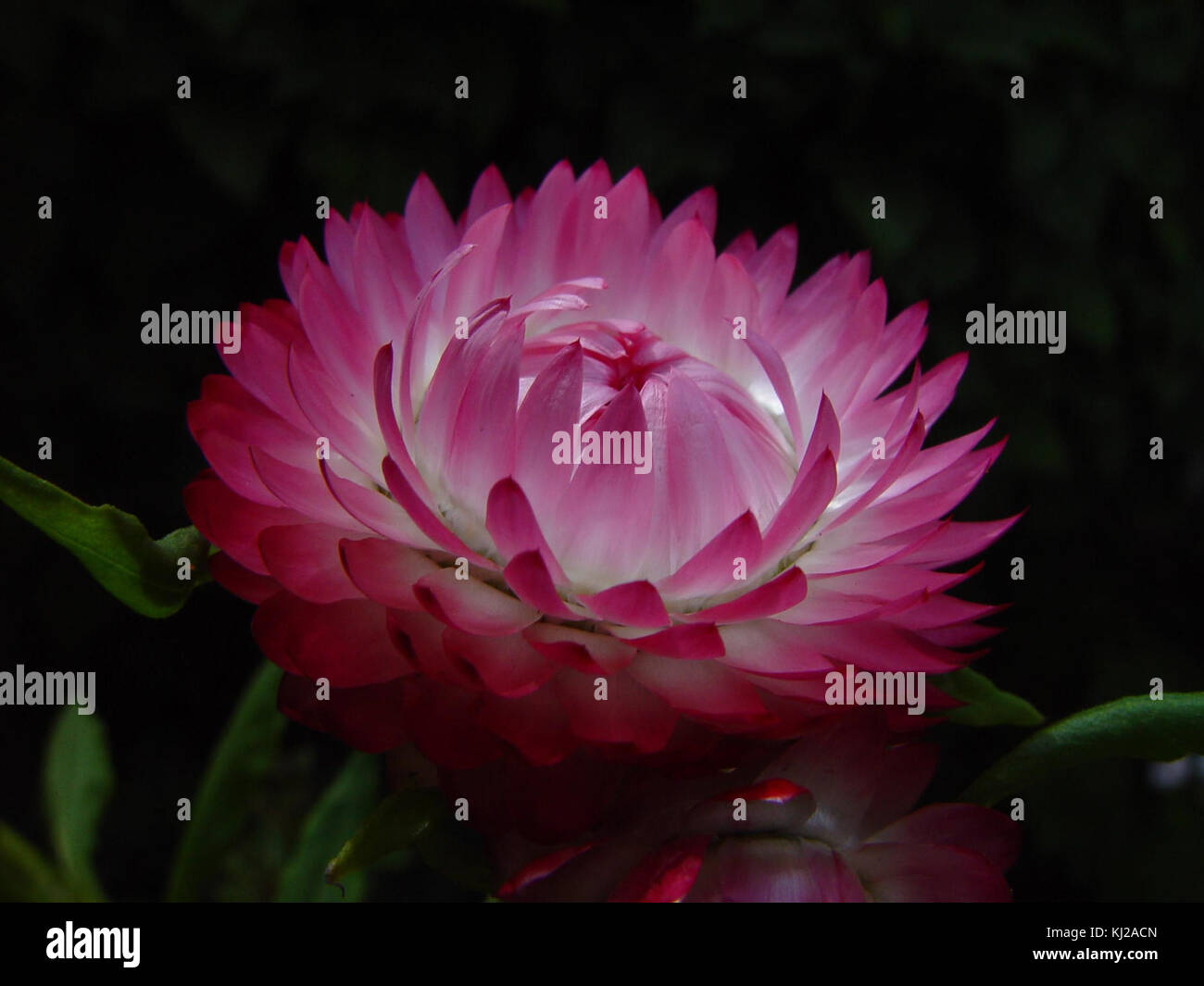 Pink paper daisy against dark background Stock Photo - Alamy