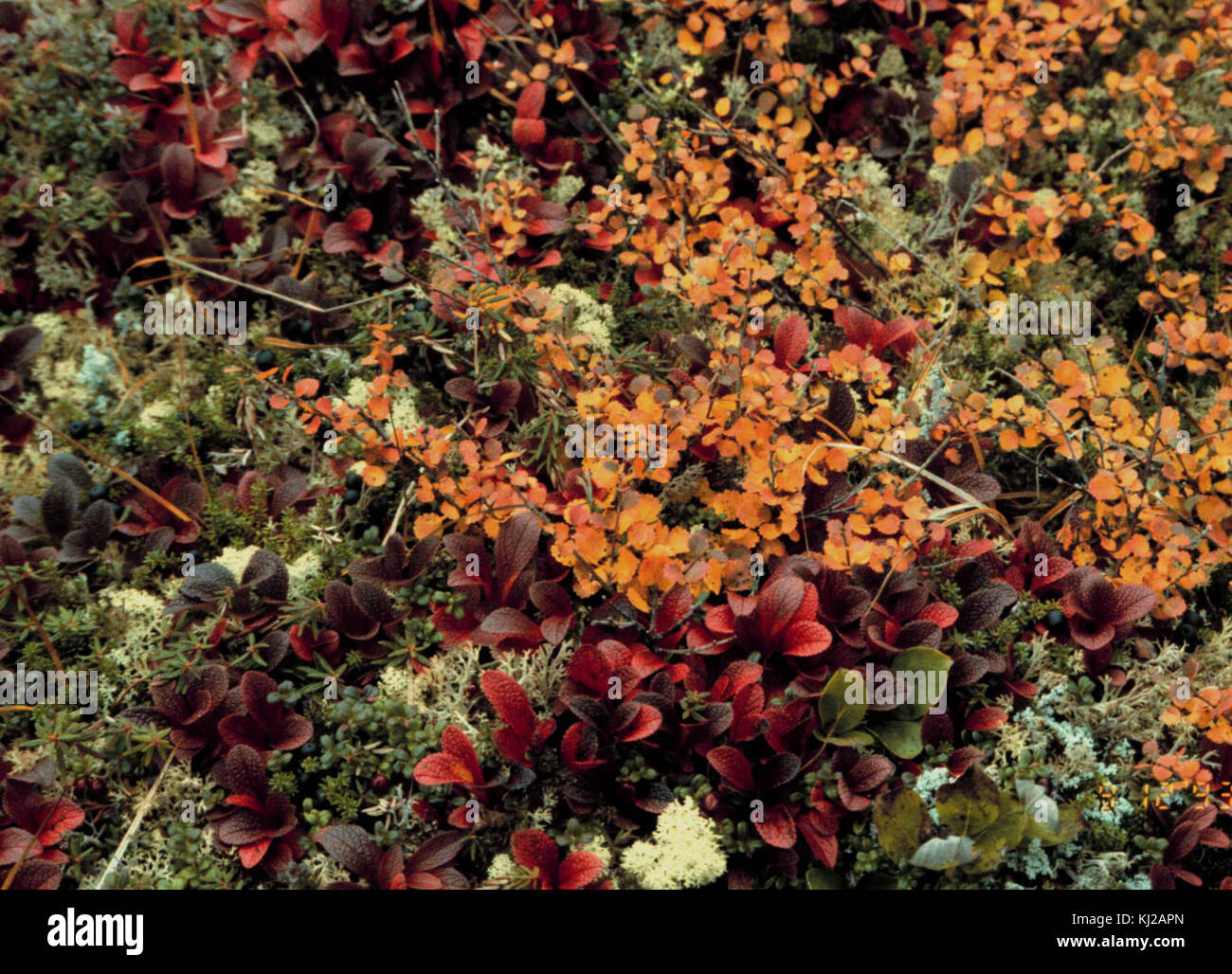 Arctostaphylos alpina betula nana bearberry and dwarf birch Stock Photo