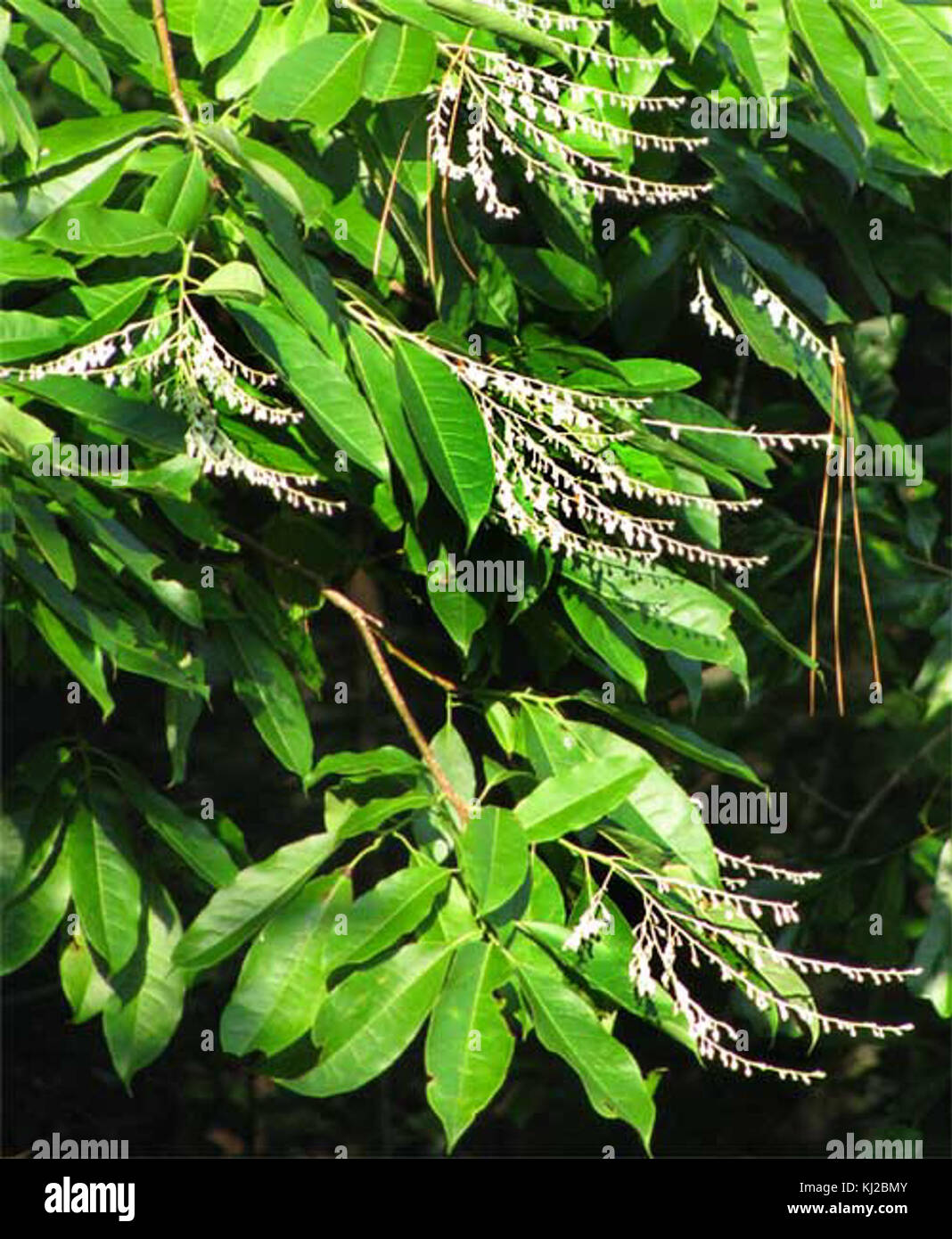 Sourwood leaves and flowers Stock Photo