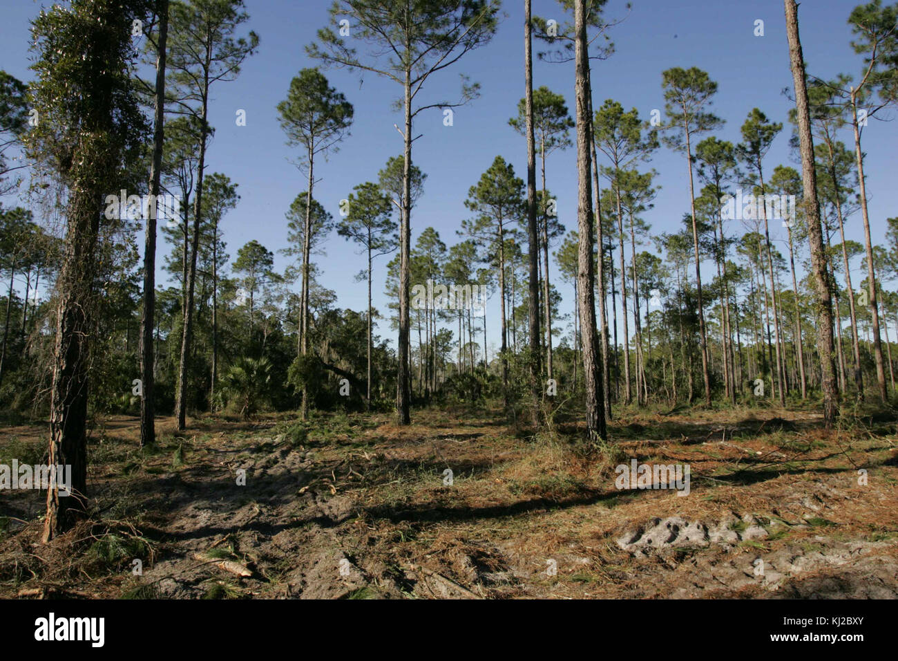 Old pine plantation Stock Photo Alamy