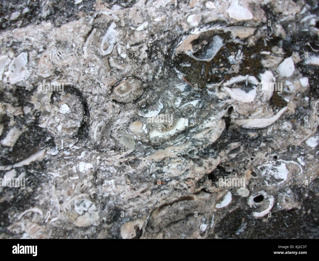 Seashell fossil hi-res stock photography and images - Alamy