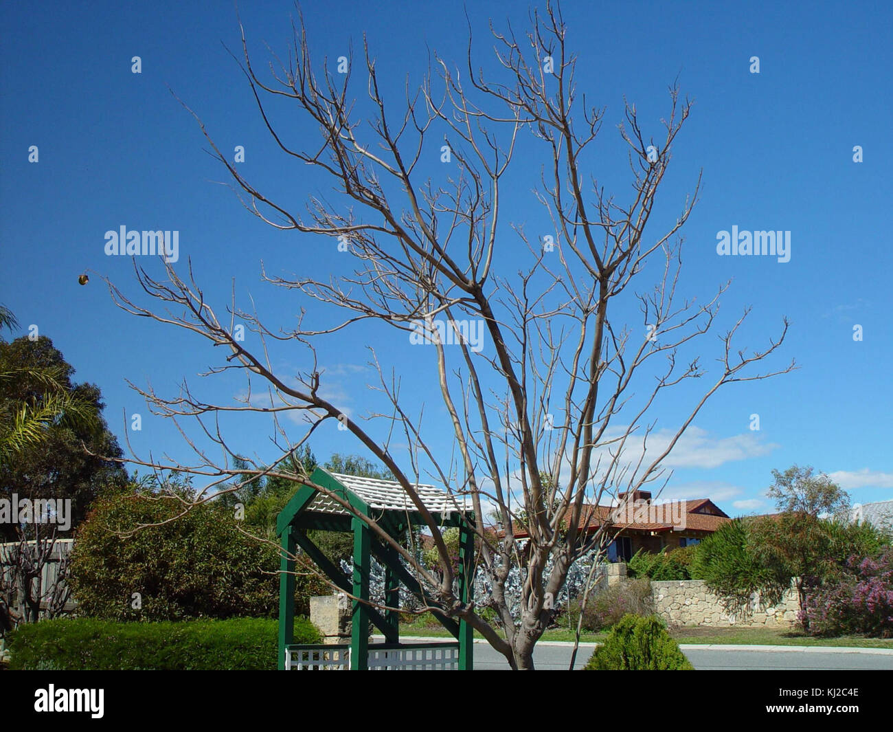 The Last Leaf Stock Photo Alamy the-last-leaf-stock-photo-alamy