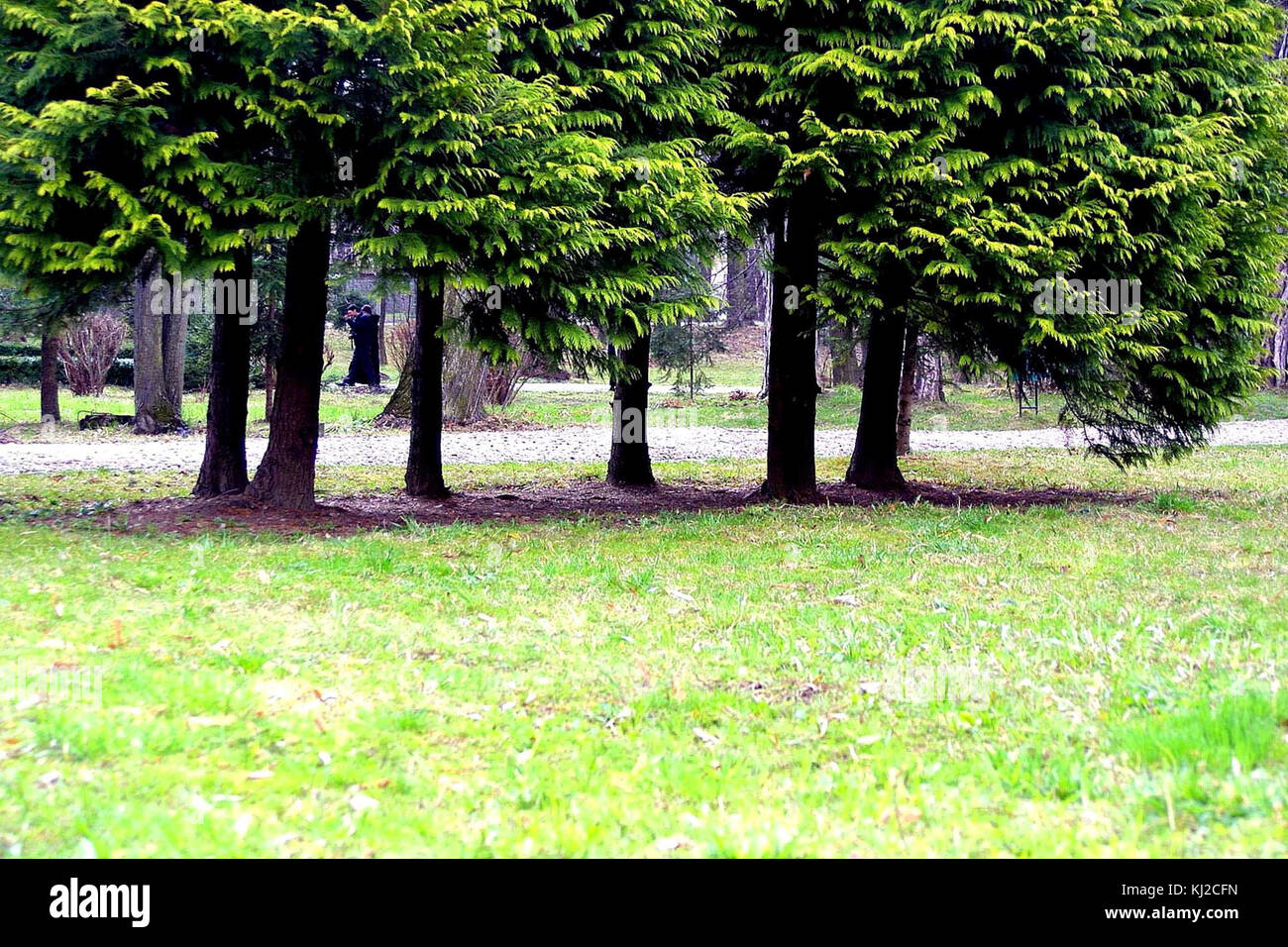 Trees city park Stock Photo - Alamy