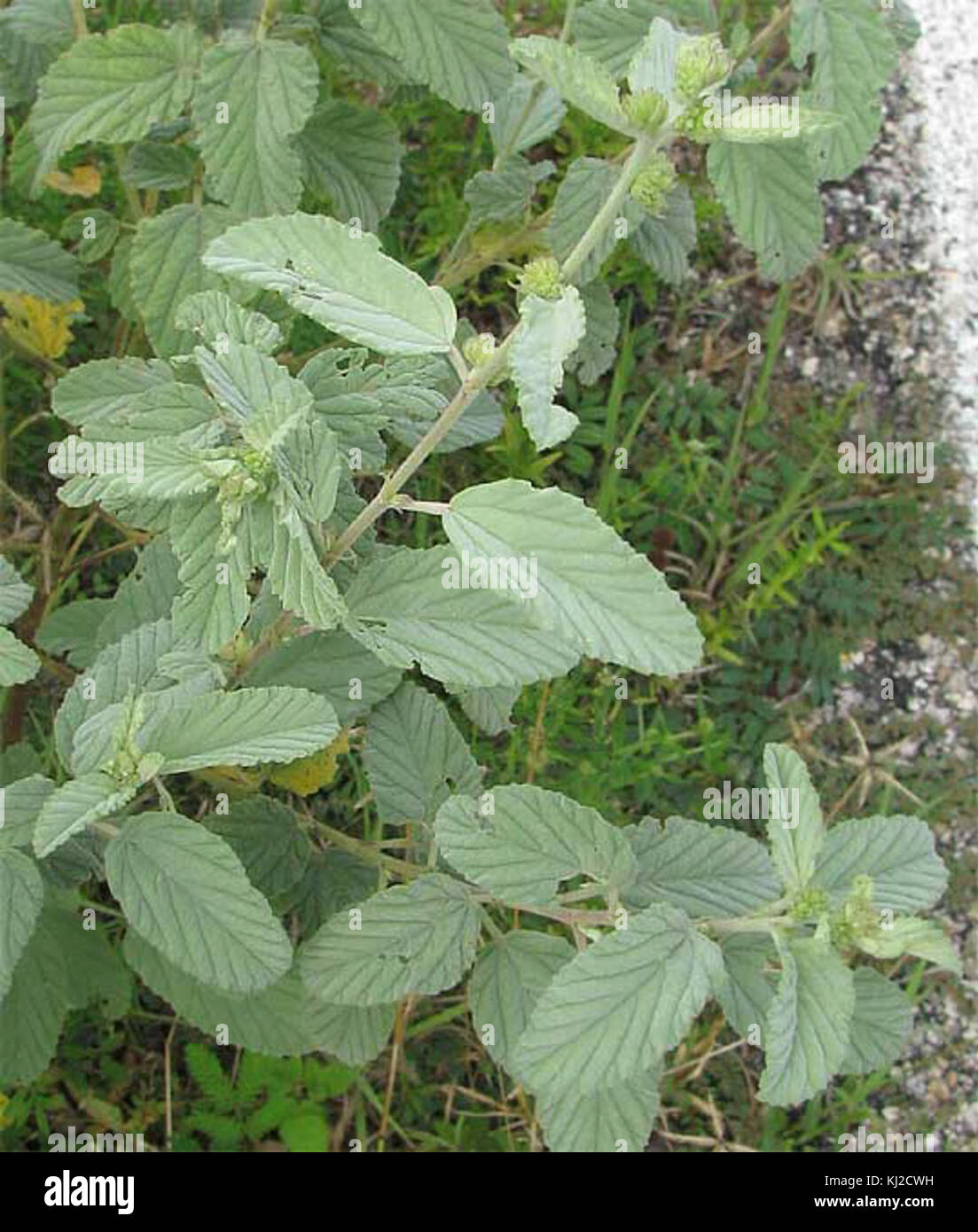 Waltheria indica-leaves Stock Photo