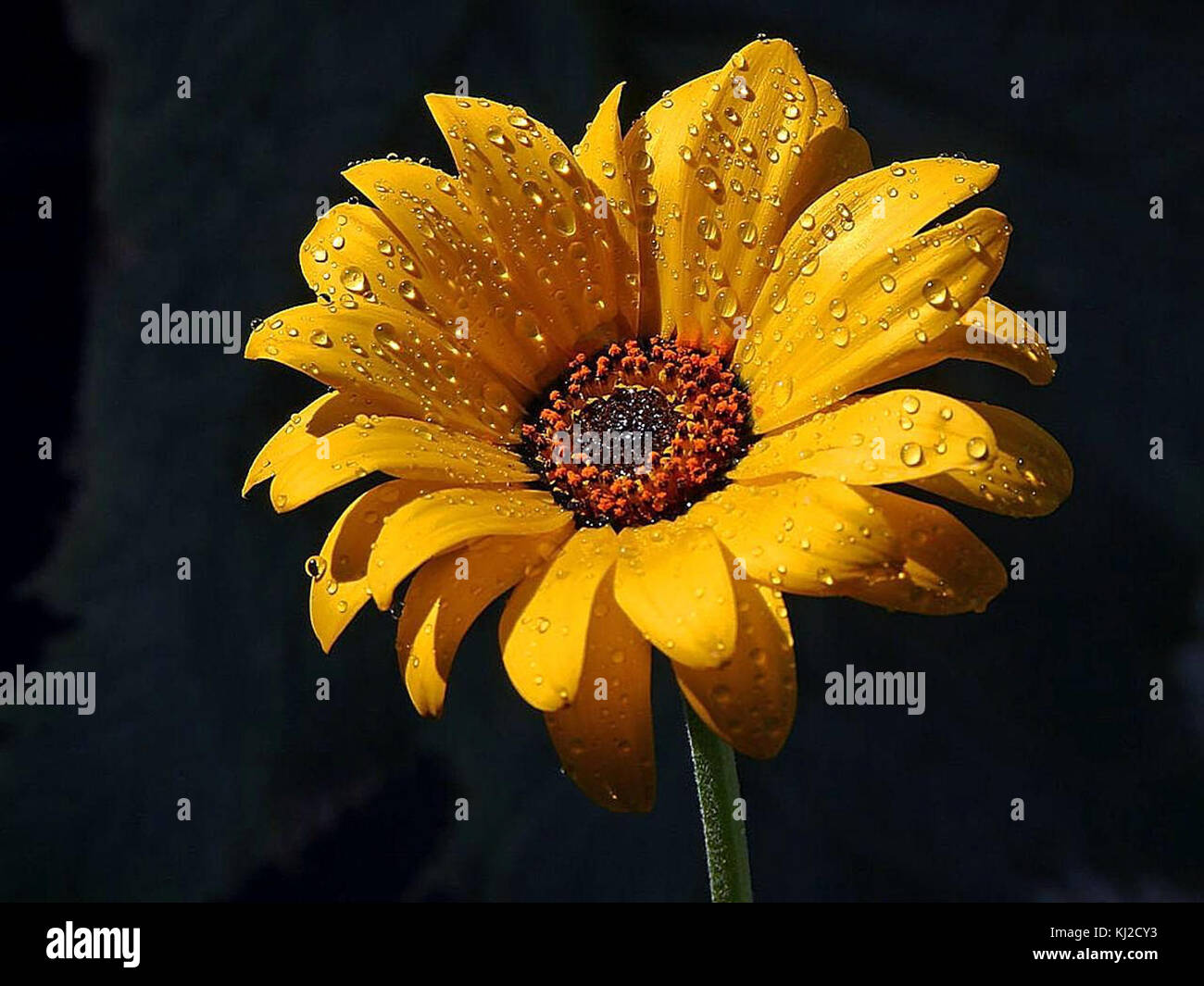 Devas Raining Flowers Flowers dew rain Stock Photo - Alamy