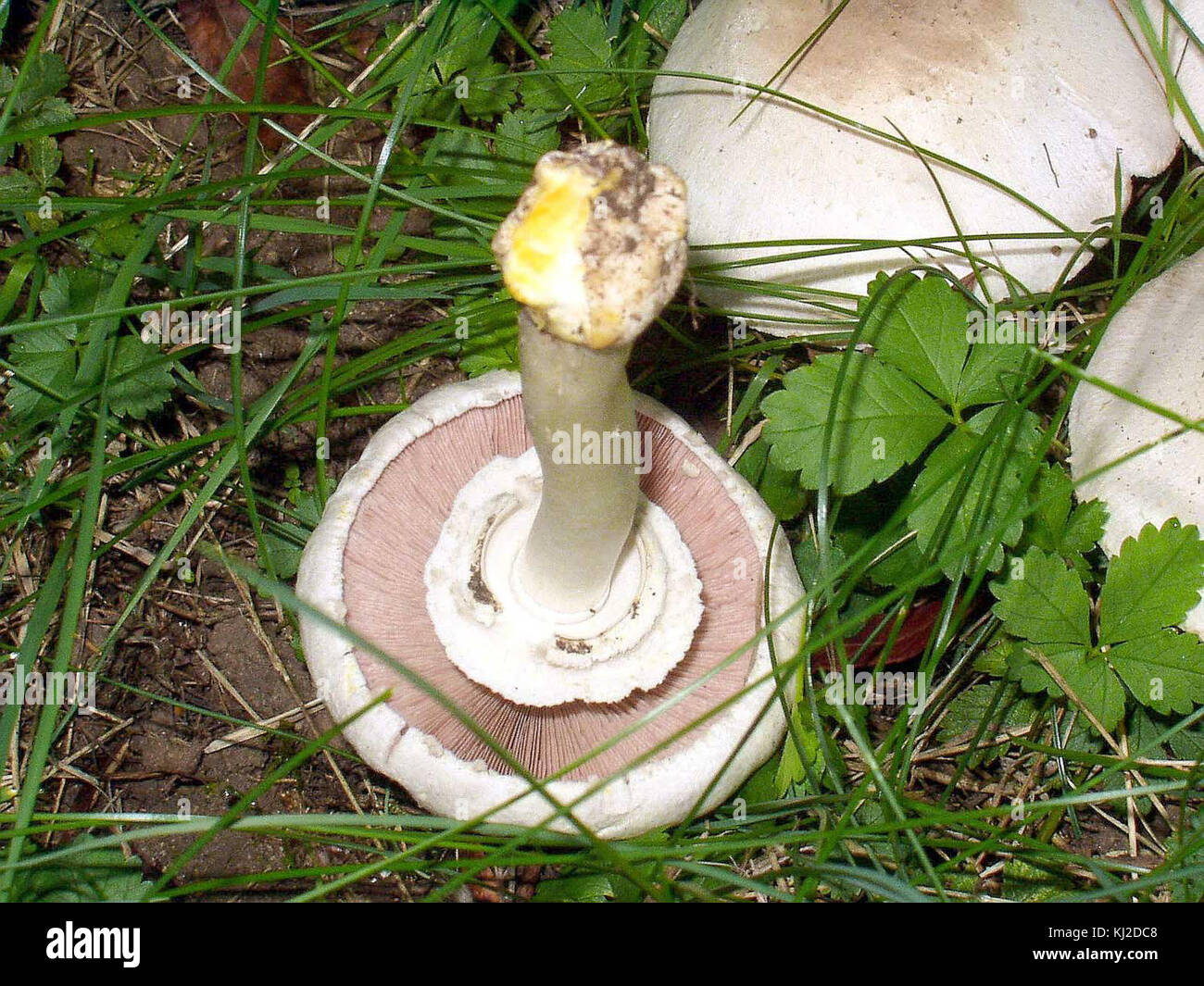Agaricus xanthoderma eF Stock Photo Alamy