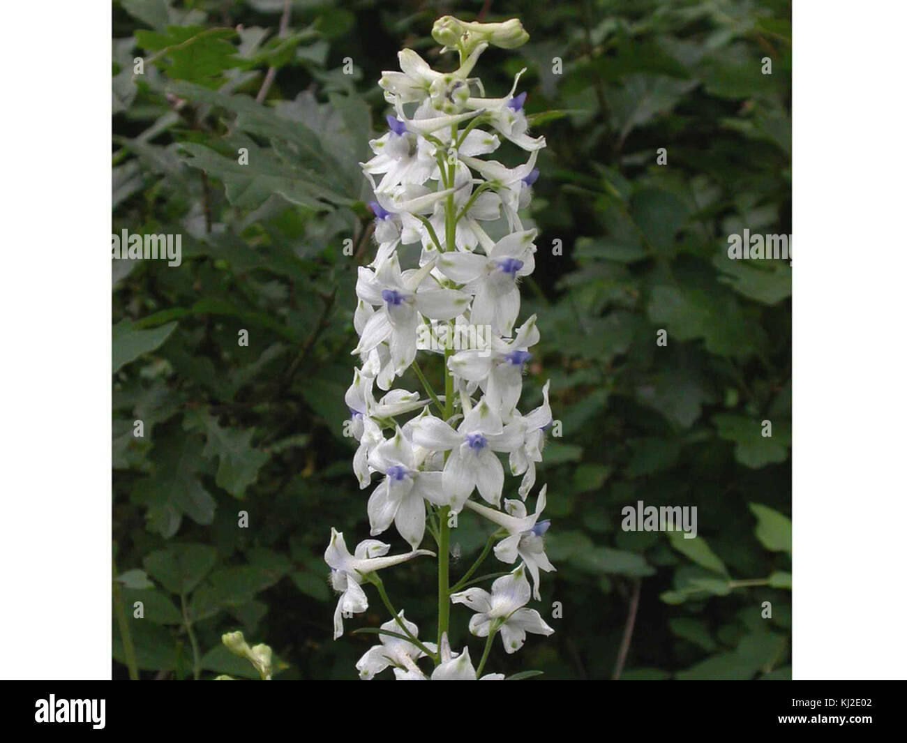 Old larkspur hi-res stock photography and images - Alamy