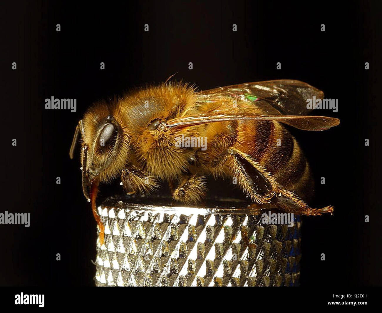 Bees insects wings insects bugs Stock Photo - Alamy