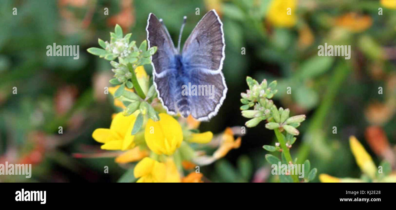 Palos verdes blue butterfly insect glaucopsyche lygdamus