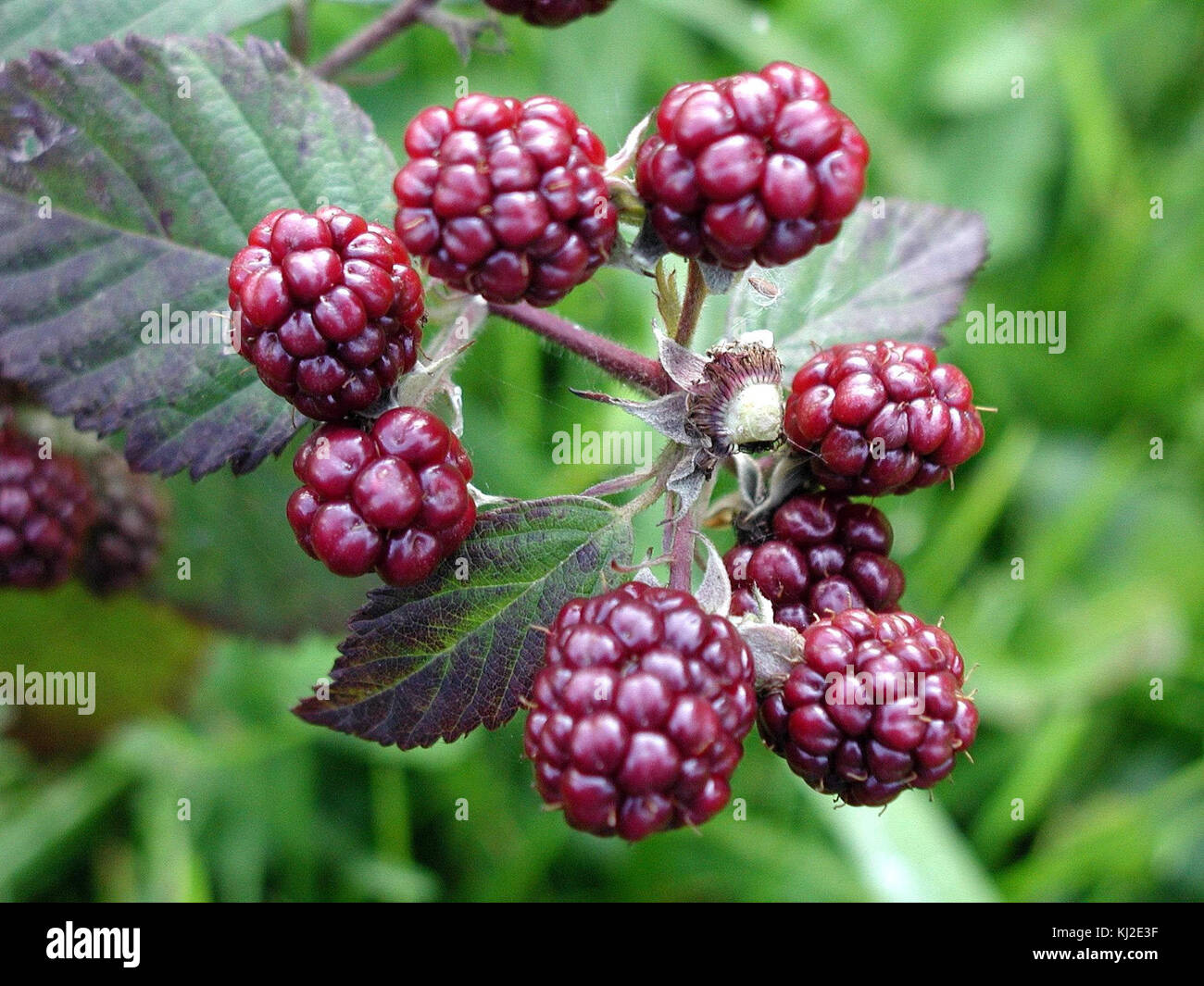Blackberries high resolution Stock Photo Alamy