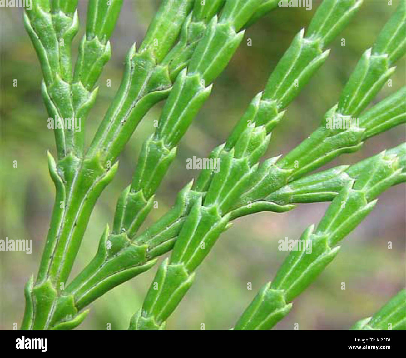Scale like leaves hi-res stock photography and images - Alamy