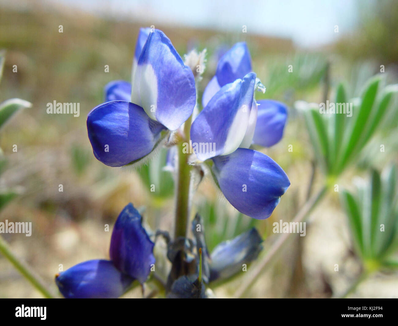 Blue lupin flowers Stock Photo - Alamy