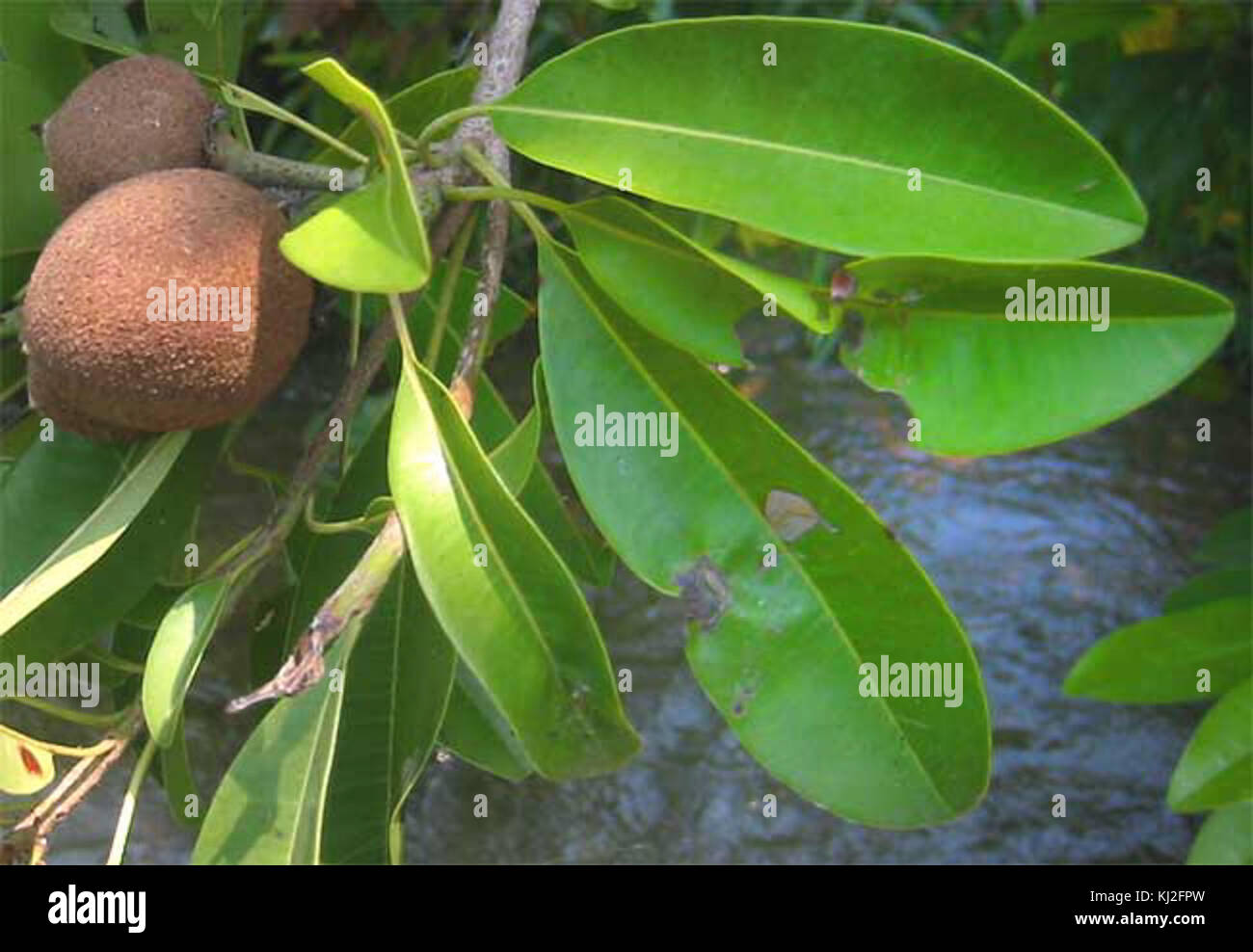 cicozapote-hi-res-stock-photography-and-images-alamy